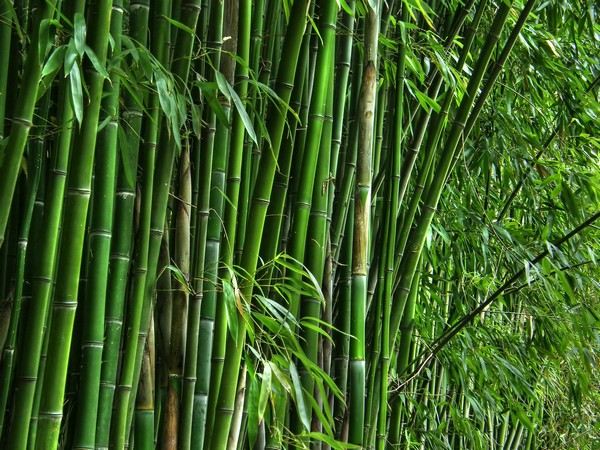 bambou densité pousses
