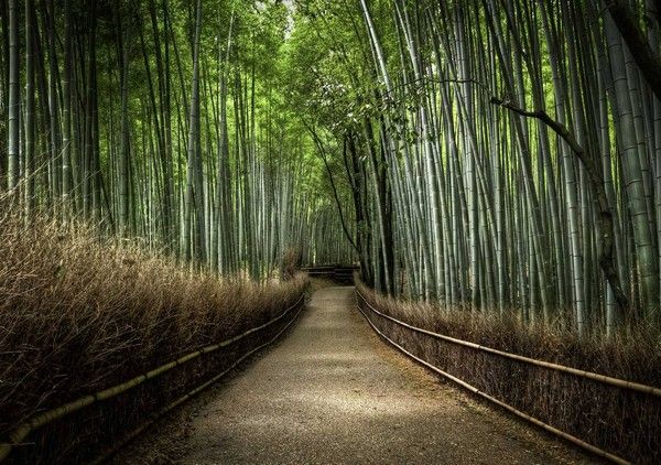 bambou lovant sentier
