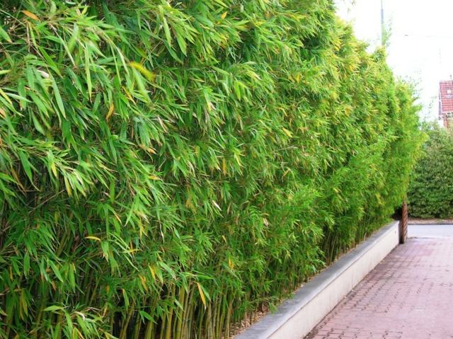 plantation bambou de jardin 