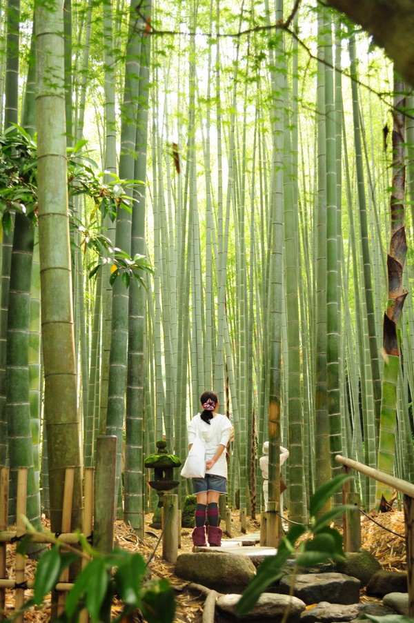 bambouseraie ancienne