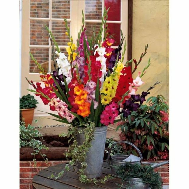 bouquet glaïeuls vase decoration maison