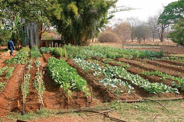 buttes permaculture Afrique