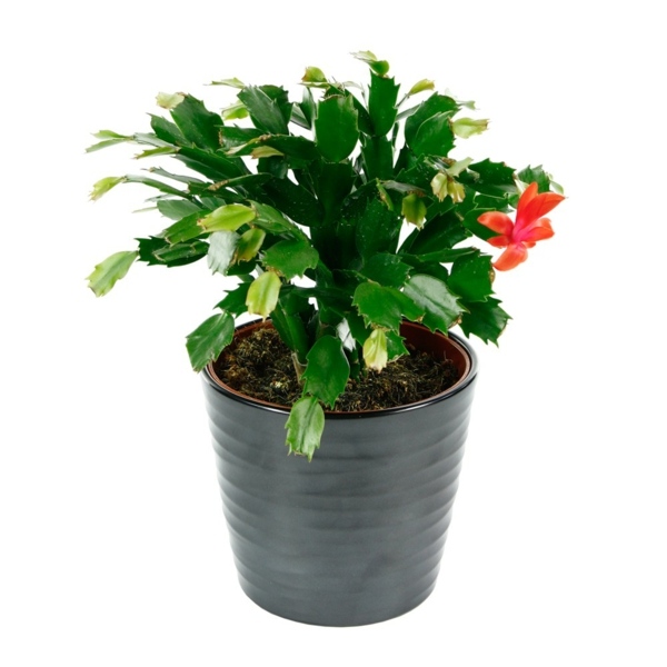 plante succulente fleurie cactus de noël