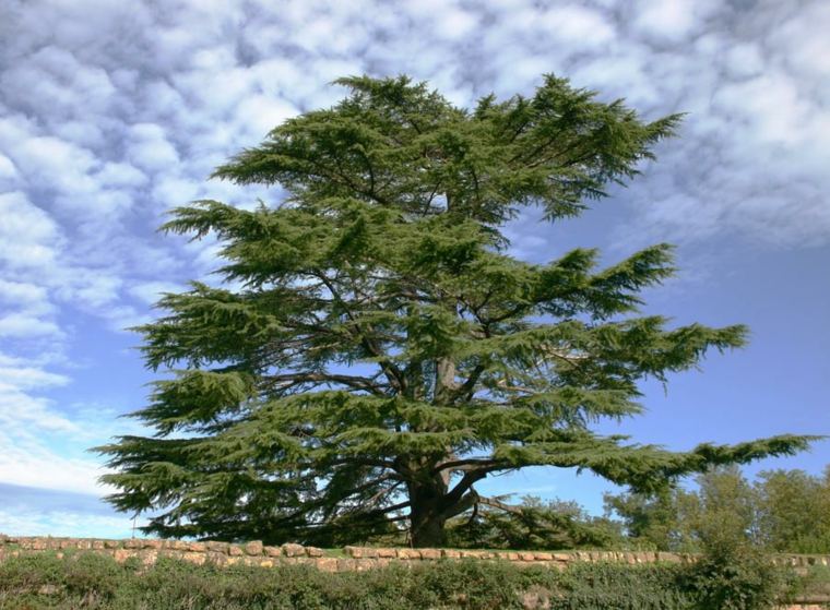 cedre arbre persistant huile essentiel idée planter un arbre