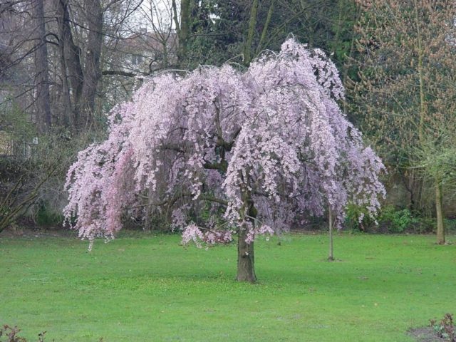 arbre jardin cerisier violet pleureur aménagement espace jardin 