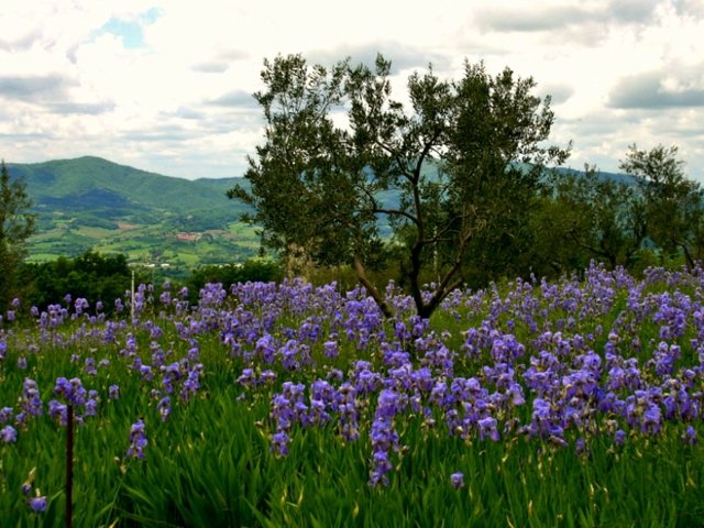 champ fleurs iris sauvages