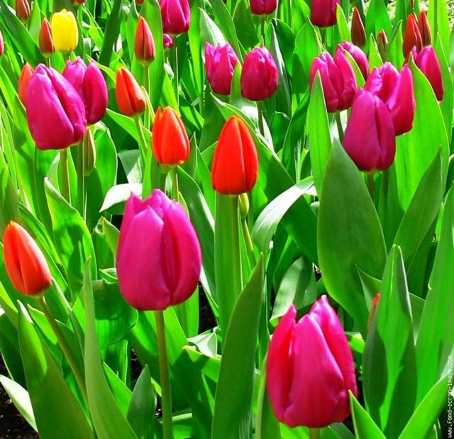 champ coloré tulipes 