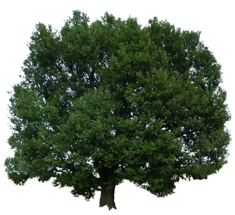 arbre persistant chêne blanc arbre à feuillage persistant