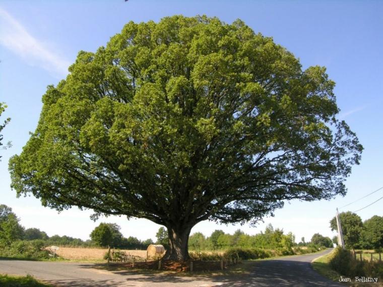 arbre à feuillage persistant chêne feuillage rond arbres persistants