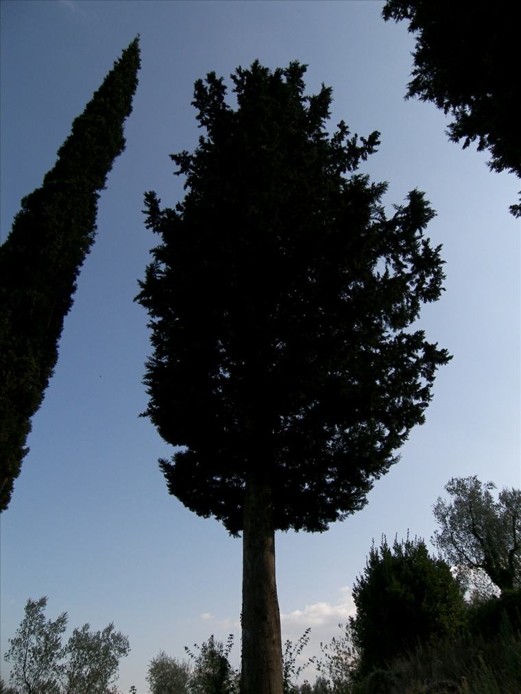 arbres persistants jardin arbre à feuillage persistant vert cyprès
