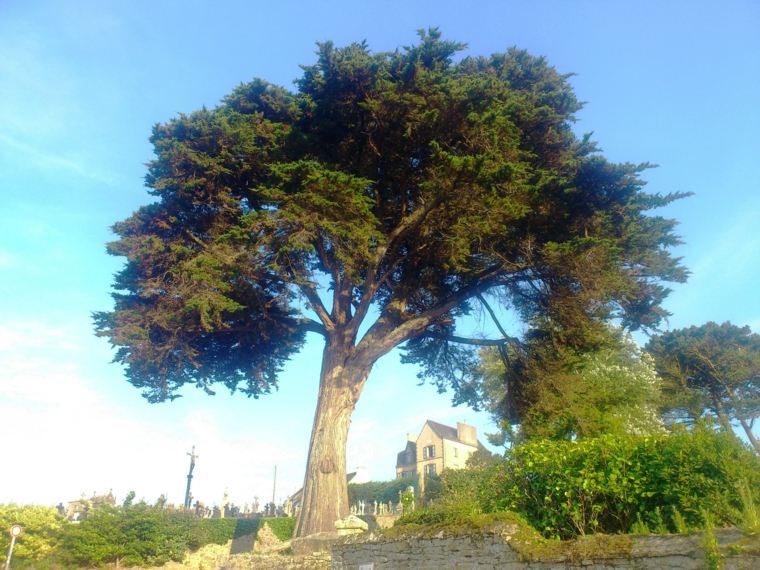 arbre sacré à feuillage resistant persistant cyprès 