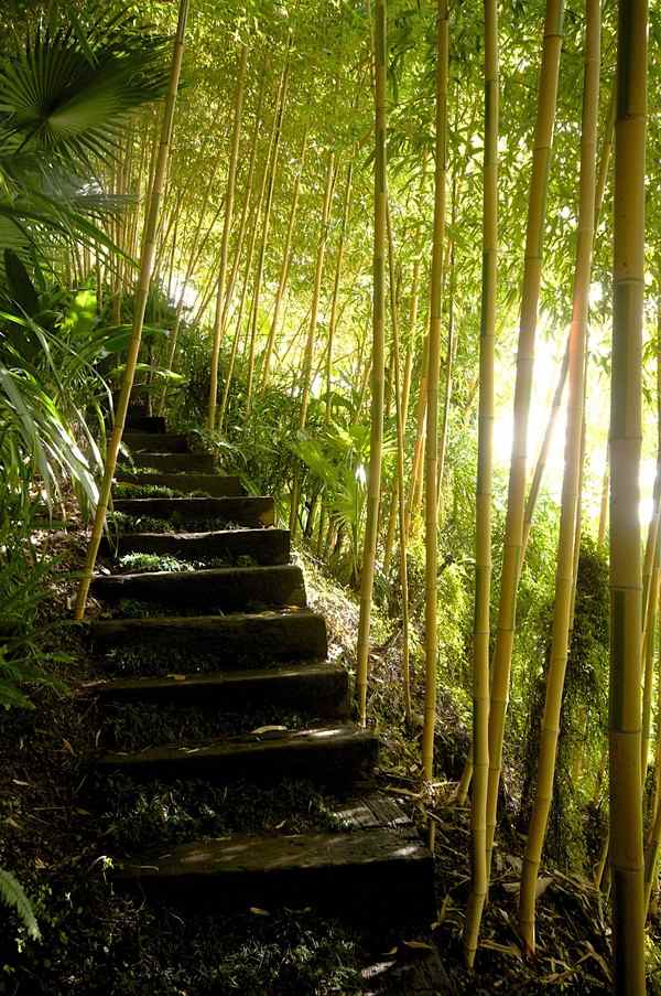 escaliers bambouseraie
