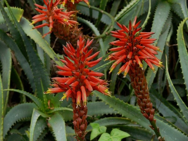 plante succulente fleurie rouge aloé plante grasse