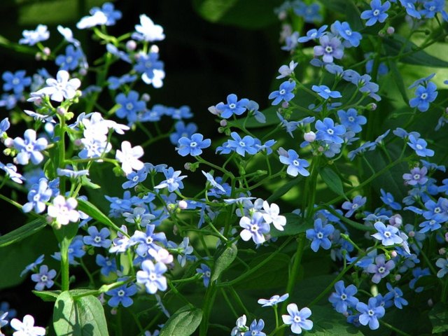 fleurs bleu rocaille