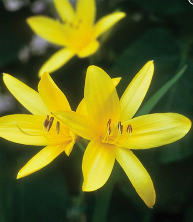 fleurs jaunes hémérocalle 