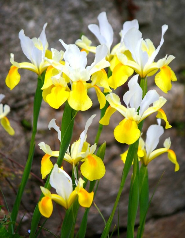 fleurs iris variété hollandaise