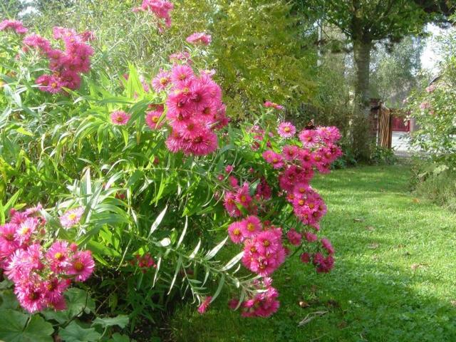 fleurs rose zoom jardin