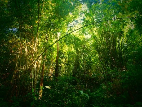 forêt plantes bambou