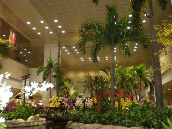 grand jardin plantes tropicales