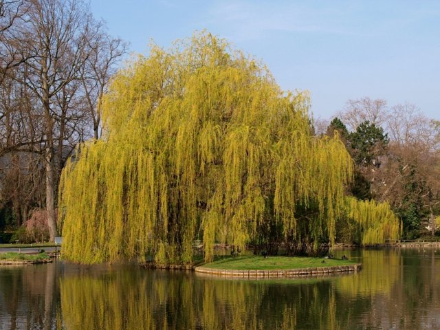 saule jaune arbre pleur lac esthétique jardin aménagement 