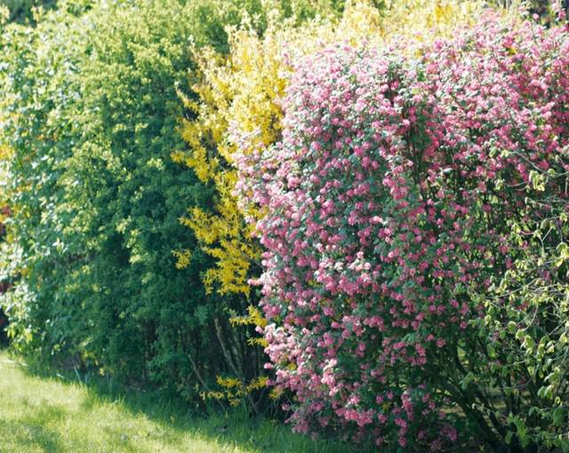 haie de jardin couleur vive rose jaune 