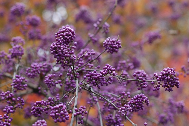idée arbuste haie de jardin vive violette cloturer jardin naturel