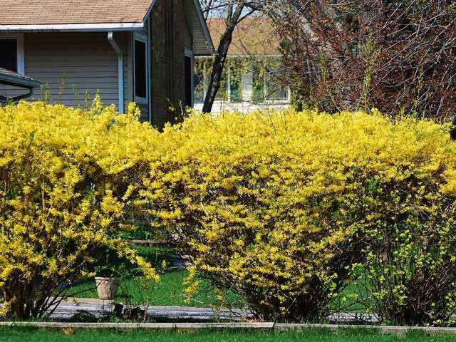 idée cloture jardin couleur jaune vive 