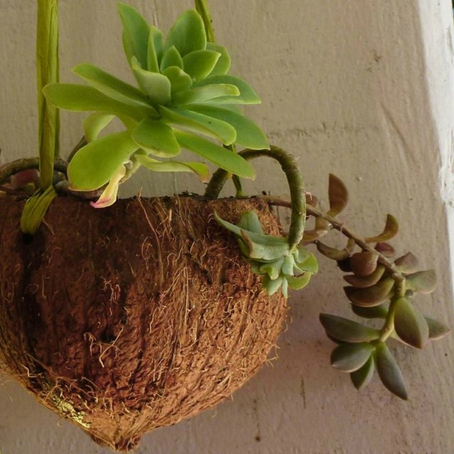 pot de fleurs noix coco bricolage