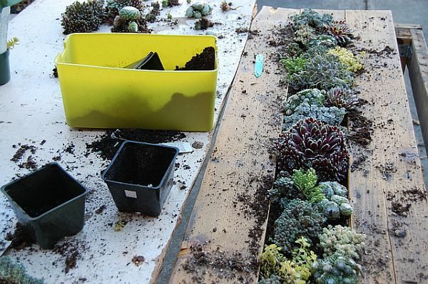 idee table jardin deco plantes