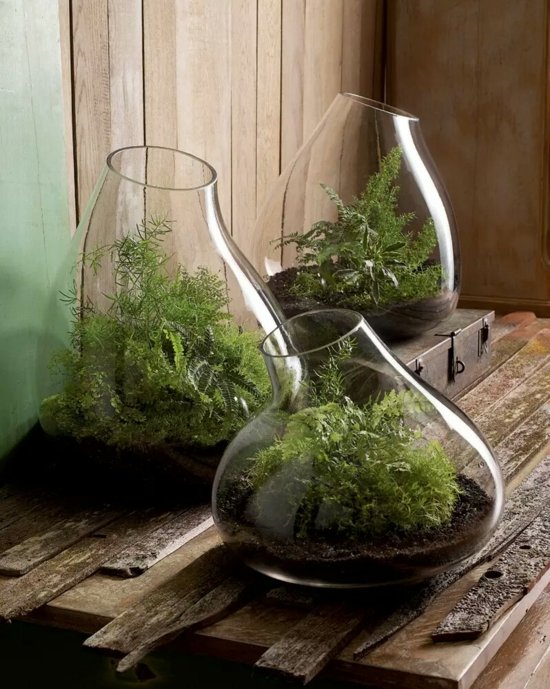 jardin mini pots transparents