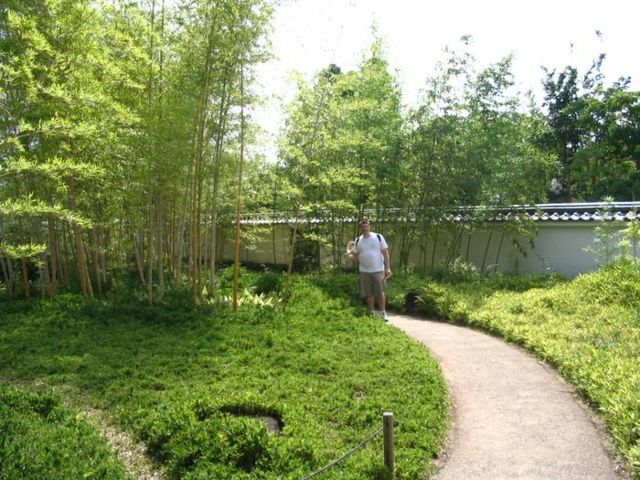 pousse de bambou jardin haie de jardin naturelle idée 