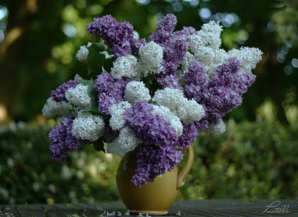 lilas mauve blanc vase