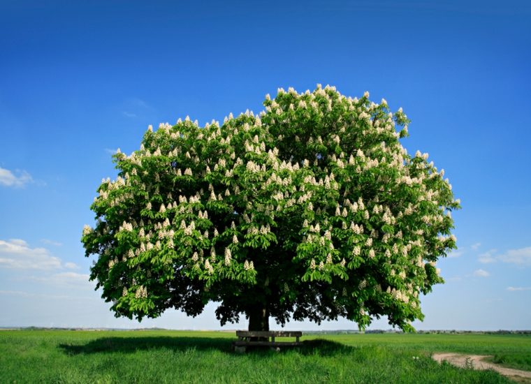 marronier fleuri joli arbre de jardin idée feuillage persistant fleurs 
