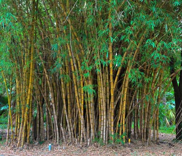 haut massif bambou