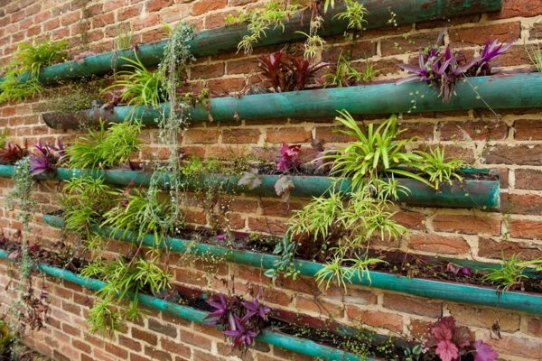 mur plantes décoratives