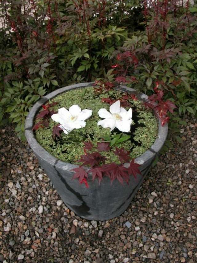 plantes aquatiques pour bassin en pierre fleurs de bassin
