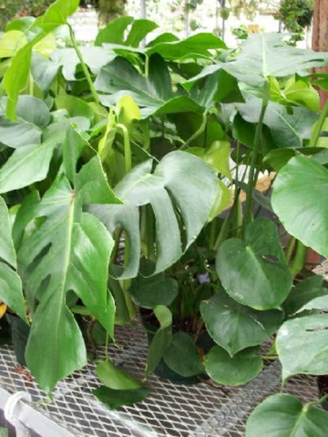 plante toxique intérieur appart Philodendron