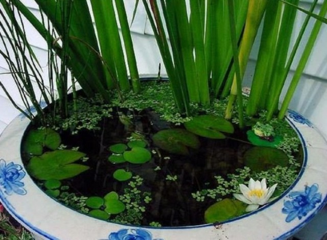 plantes de bassin mini idée roseaux 
