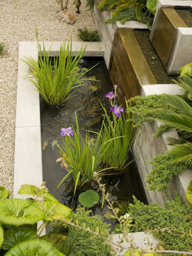 plante bassin idée décoration fleurs végétation 