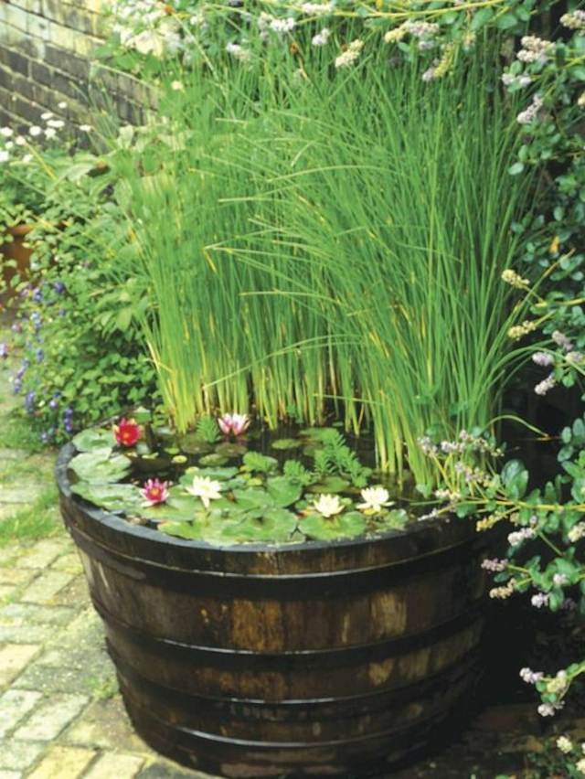 idée plante bassin bois fleurs plantes pour bassin