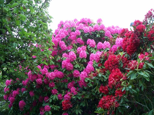 plante fleurie toxique rose rouge Rhododendrons