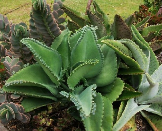 plante grasse toxique cactus 