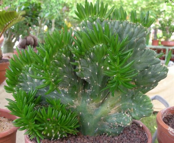 plantes grasses maison cactus 