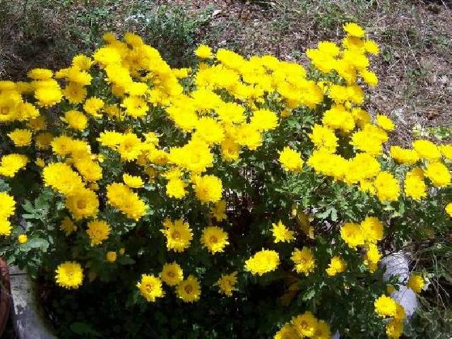 jaune toxique plante idée Chrysanthemum indicum