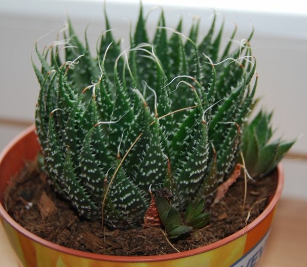 cactus plante succulente vert 