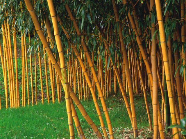 bambou aménagement jardin barrière anti rhizome Fargesia