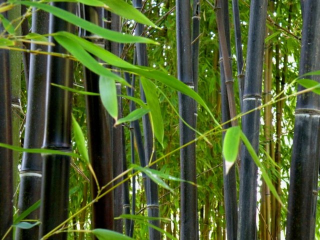 bambou noir plantation bambou jardin 