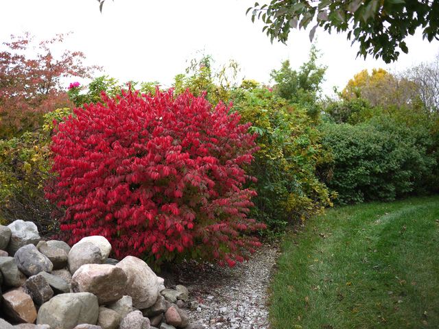 haie de jardin naturelle vive planter une haide de jardin automne arbuste rouge