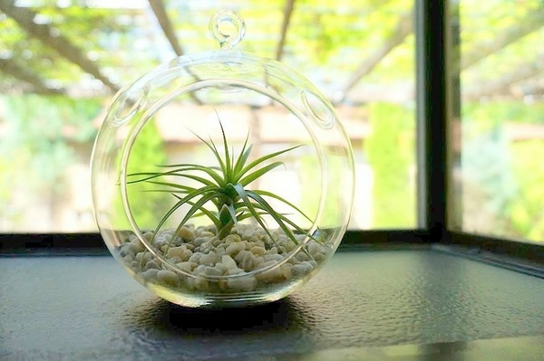 plantes Tillandsias sphère transparente