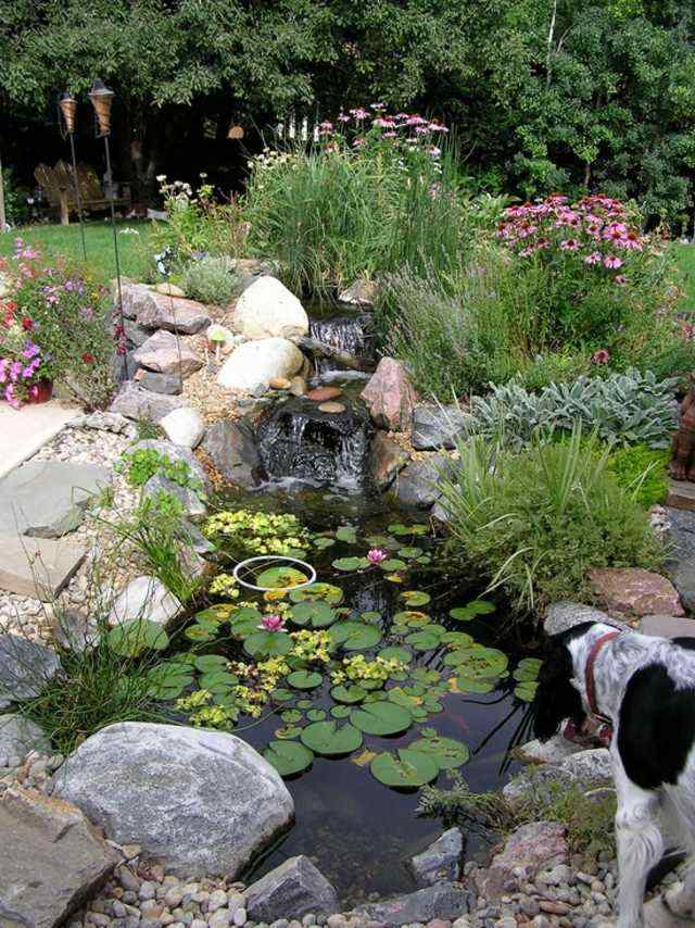 bassin d'eau plante idée aquatique pierre déco fleurs 